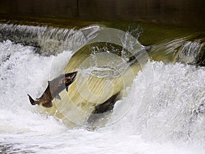 Salmon run photo