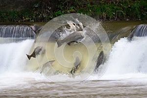 Salmon run