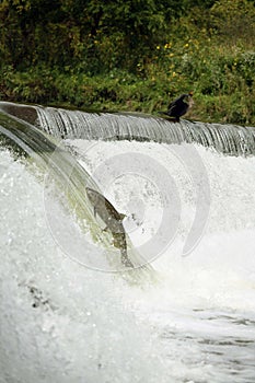 Salmon run. Big fish is jumping against the current in river going up the waterfall. the
