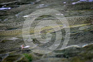 Salmon At A Salmon Hatchery