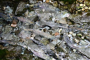 Salmon in Shallow Spawning Channel