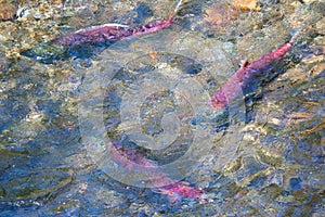 Salmon in shallow waters, Alaska