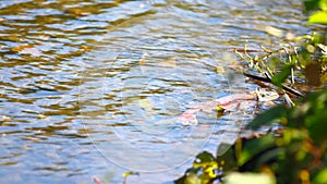 Salmon Sockeye After Spawning