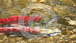 Salmon Sockeye Spawning
