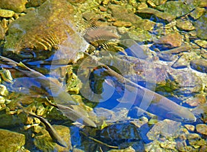 Salmon on Spawing 2 photo