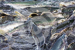 Salmon spawning