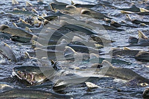 Salmon spawning