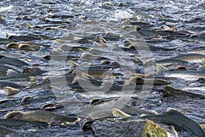 Salmon spawning