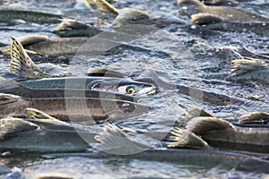 Salmon spawning