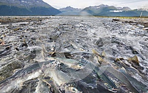 Salmon spawning