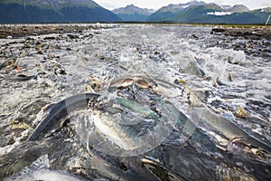 Salmon spawning