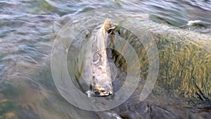 Salmon after spawning