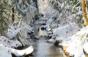 Salmon spawning creek after a snow storm.