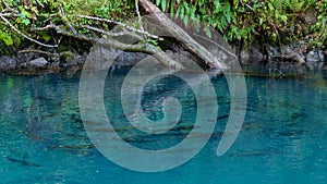 Salmon spawning in a river pool on Vancouver Island, British Columbia, Canada