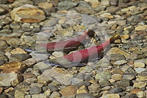 Salmon spawning in water