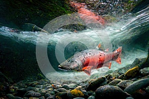 salmon in the stream. drawing of spawning fireworks in a stream. Generative AI