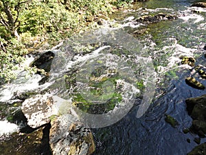 Salmon in Stream during Salmon run in Alaska. Fish returning to their place of birth from saltwater to fresh water to spawn and di