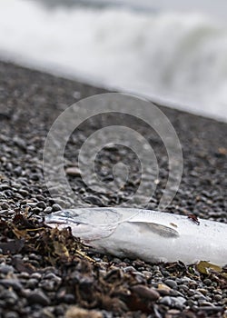 Salmon in the surf on the shore of the Chukchi