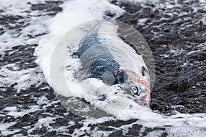 Salmon in the surf on the shore of the Chukchi