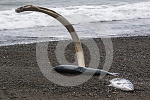 Salmon in the surf on the shore of the Chukchi