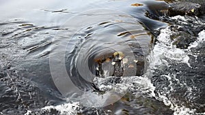 Salmon swim upstream in Ã¤lvkarleby waterfall