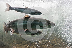 Salmon swimming against river current. Norway, Stavanger region, Rogaland, Ryfylke scenic route.