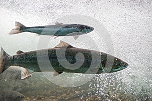 Salmon swimming against river current. Norway, Stavanger region, Rogaland, Ryfylke scenic route.