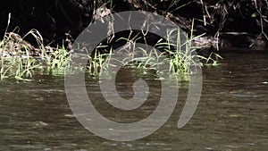 Salmon swimming in a shallow river