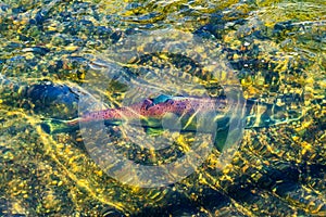 Salmon Swimming Up Issaquah Creek Hatchery Washington