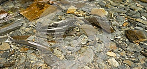 Salmon Swimming up Shallow Stream headed for Spawning Grounds