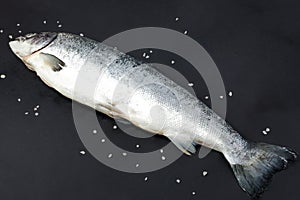 Salmon, trout fish on dark background.