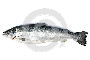 Salmon, trout fish isolated on white background.