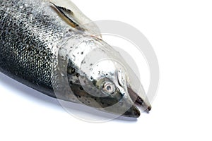 Salmon, trout fish isolated on white background.