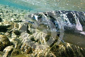 Salmon underwater