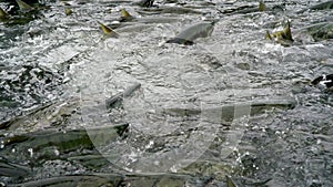 Salmon in the water, ready to go upstream against the stream to spawn.