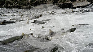 Salmon in the water, ready to go upstream against the stream to spawn.