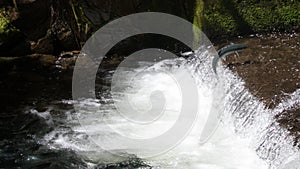 Salmon Weir with Jumping Sockeye