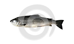 Salmon whole Atlantic fresh raw fish isolated cutout object