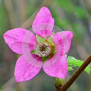 Salmonberry Flower