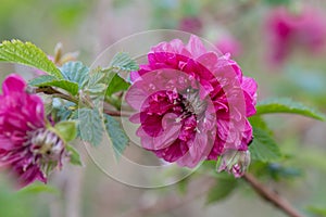 Salmonberry Rubus spectabilis flore plena, double-flowered lilac