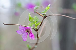 Salmonberry Rubus spectabilis, a lilac flower with leaves