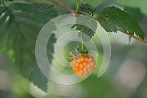 Salmonberry Rubus spectabilis, orange fruit