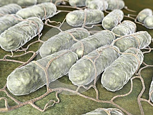 Salmonella bacteria