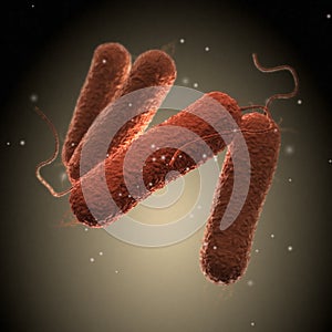 Salmonella Bacteria - on background