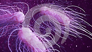 Salmonella bacteria 3d illustration photo