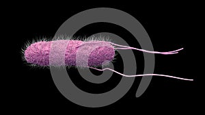 salmonella bacteria isolated on black background. 3d illustration