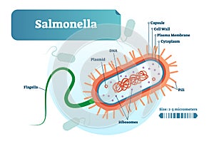 Salmonella bacteria micro biological vector illustration cross section labeled diagram. Medical research information poster.