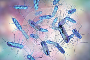 Salmonella bacteria. S. typhi, S. typhimurium and other Salmonella