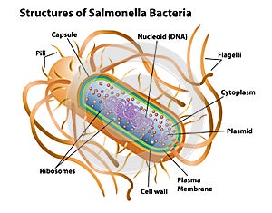 Salmonella Cell Structures and Anatomy