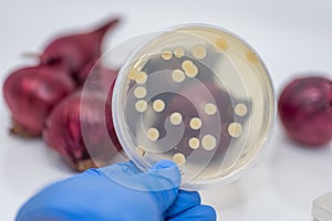 Salmonella/ E coli bacteria isolated and cultured in a bacterial plate from red onion